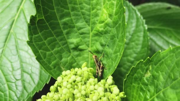 Saltamontes Hydrangea Flower — Vídeos de Stock