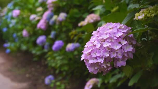Road Ajisai Hydrangea Flower Shionoe Kagawa Japan — Stock video