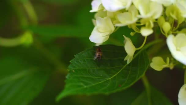 Horsefly Hydrangea Flower — Stock Video