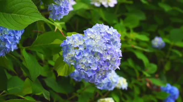 Hydrangea Ajisai Flower Kagawa Japan — Stock video