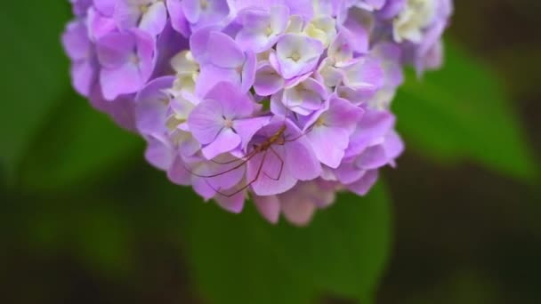 Hnědý Pavouk Ajisai Hydrangea Flower — Stock video