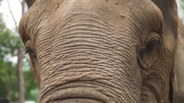 Imagens Perto Elefante — Vídeo de Stock