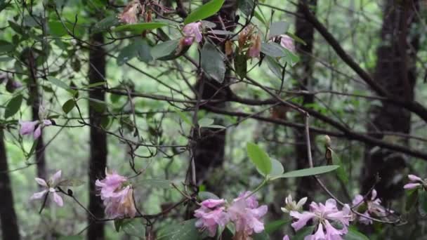 Una Hermosa Toma Cámara Lenta Árbol Flor Profundo Del Bosque — Vídeo de stock