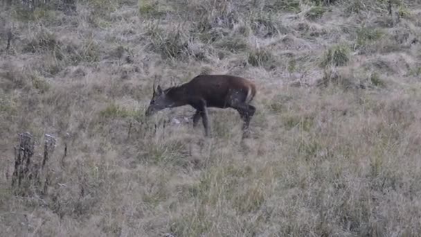 Joven Macho Ciervo Caminando Comiendo Hierba Bosque Francés Durante Tiempo — Vídeos de Stock