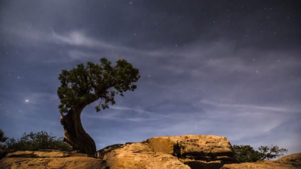 Star Filled Night Timelapse Drzewem Wskazującym Polaris Cloud Wisps — Wideo stockowe