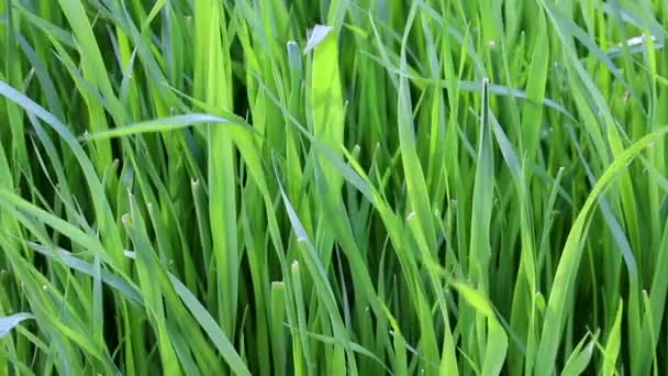 Close Rye Grass Moving Wind Close — Stock Video