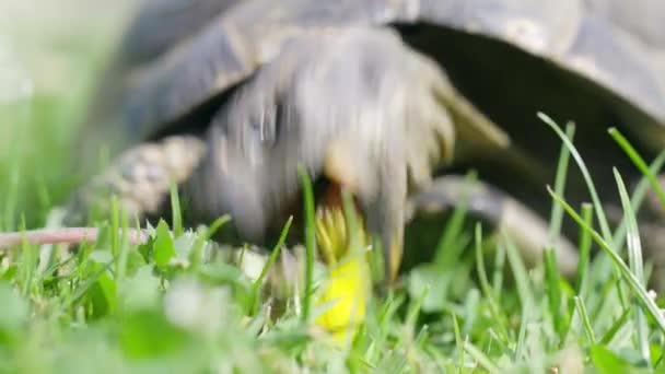 Mauritian Turtle Eating Grass — Stock Video