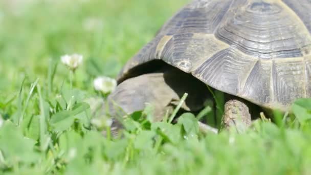 Żółw Mauretański Jedzący Zbliżenie — Wideo stockowe