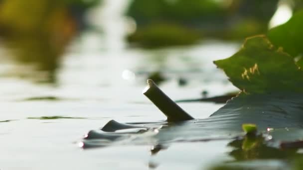 オーランドの沼にある睡蓮 — ストック動画