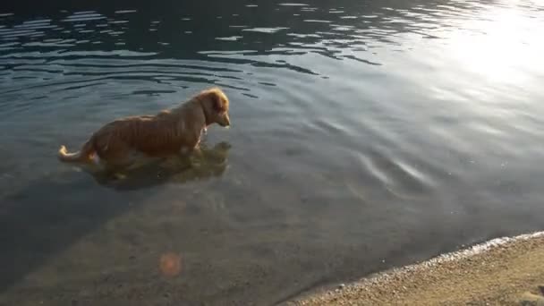 在晚上的海滩场景中 狗专注于水中的鱼 — 图库视频影像