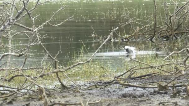 Uccello Africano Fabbro Plover Hoploptenus Armatus Acque Poco Profonde Bordo — Video Stock