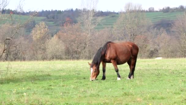 Bruin Paard Dat Gras Eet Het Platteland Herfst — Stockvideo