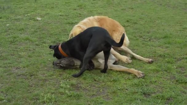 Große Hunde Spielen Park — Stockvideo