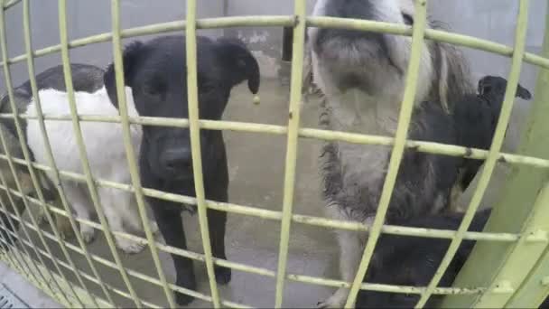 Groupe Chiens Chiots Dans Une Cage Reniflant Objectif Fisheye Sur — Video