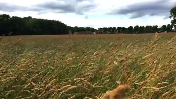 Caminhando Campo Grama — Vídeo de Stock