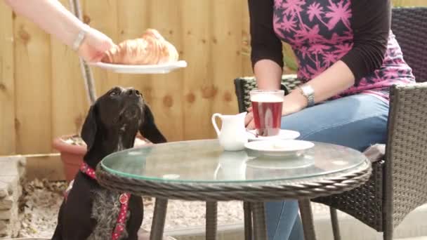 Szczęśliwy Pies Kawiarni Cukiernia Fps — Wideo stockowe