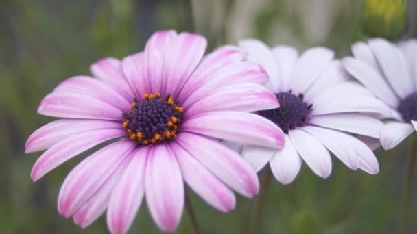 Fleurs Plantes Vue Rapprochée — Video