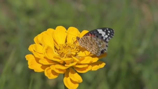 自然背景下的花朵上的虫子 — 图库视频影像