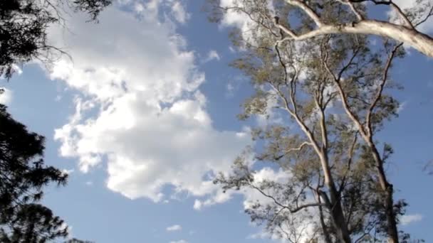 雲に覆われた空の平和的なショットをフレームにいくつかの木 — ストック動画