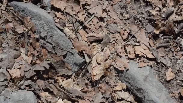 蚂蚁在枯叶和岩石间飞奔 — 图库视频影像