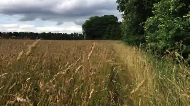 Caminhe Campo Grama — Vídeo de Stock