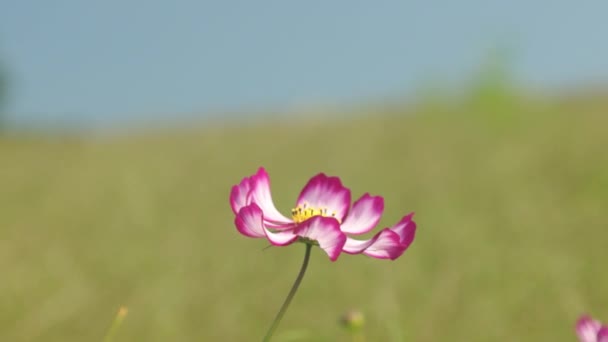 Uma Abelha Pousa Daisy Flower Fundo Natureza — Vídeo de Stock