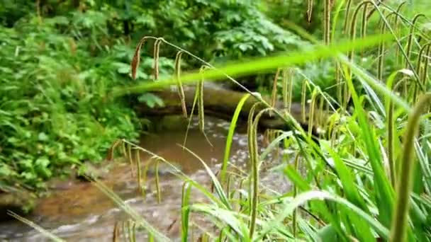 Stream Avec Une Bûche Tombée Vue Travers Les Roseaux Bord — Video