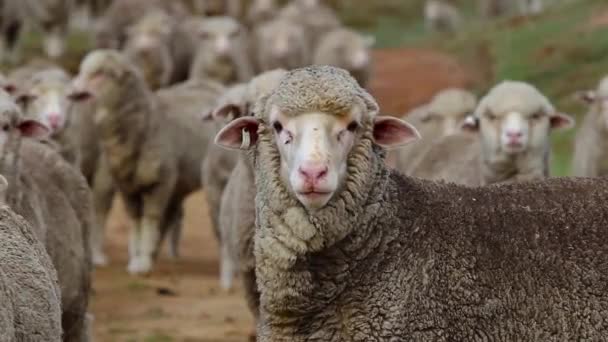 羊穿过一条农民的路 他们停下来 看着相机 — 图库视频影像