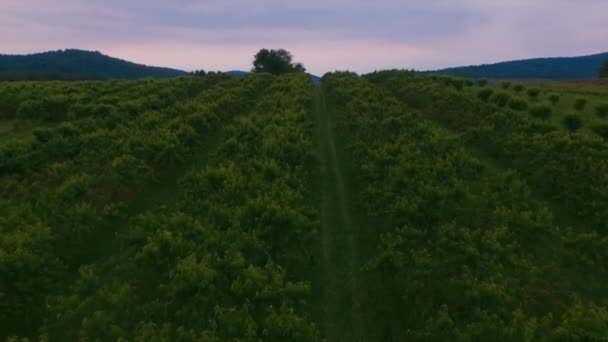 Groene Wijngaarden Bij Zonsondergang — Stockvideo