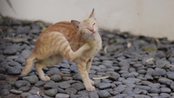 Turuncu Bir Kedi Yürüyor — Stok video
