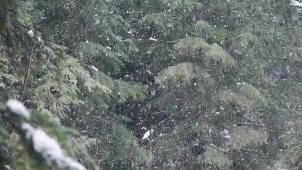 ワシントン州の森の中でゆっくりと降る雪 — ストック動画