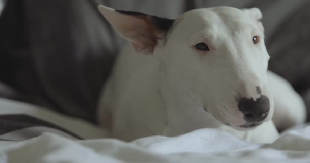 Mini Bull Terrier Sdraiato Sul Letto — Video Stock