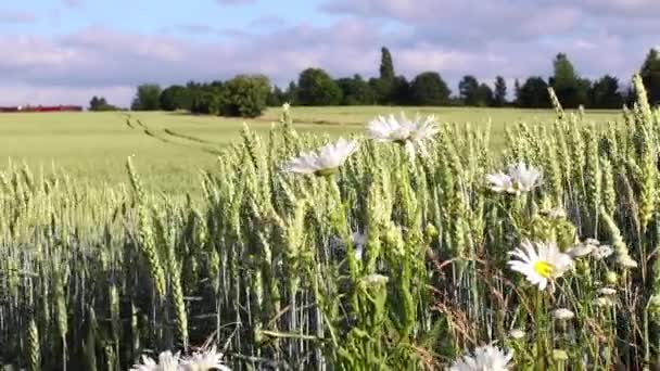 Çiçekler Buğday Tarlaları Rüzgarda Sallanıyor — Stok video
