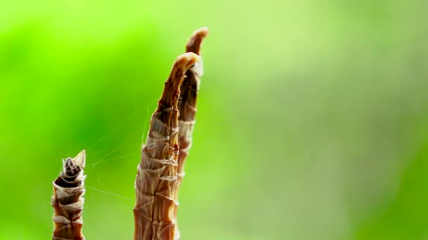 Statische Bruine Plant Met Groene Achtergrond — Stockvideo