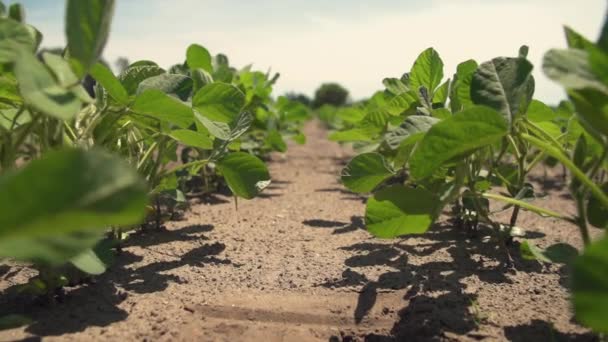 Viento Cámara Lenta Través Plantas Jóvenes Soja Cámara Viaja Hacia — Vídeos de Stock