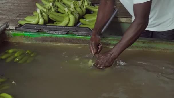 Een Bananenplantage Wast Bereidt Een Werknemer Een Aantal Bananen Voor — Stockvideo