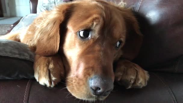 Dit Een Clip Van Een Golden Retriever Reu Hond Super — Stockvideo