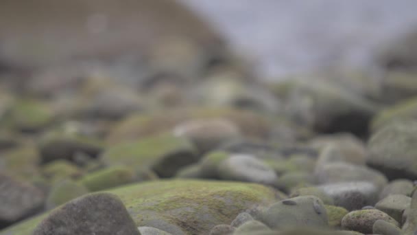 Fokus Tarik Tembakan Batu Pantai — Stok Video