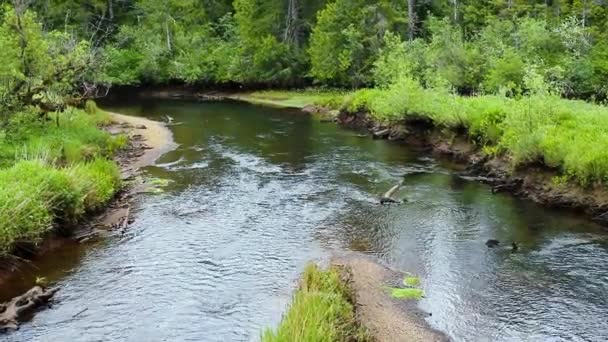 Lambat Berjalan Gunung Negara Sungai Sungai Sungai Dikelilingi Oleh Pohon — Stok Video