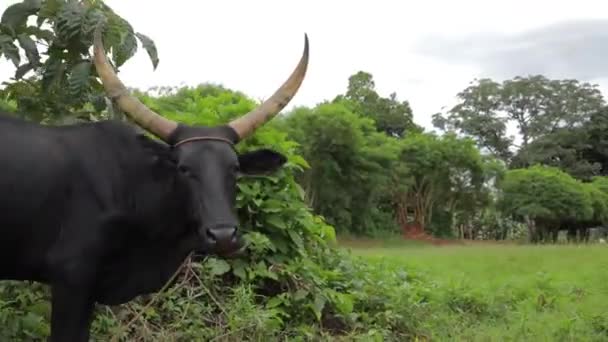 Zwierzęta Gospodarskie Wiosce Afrykańskiej — Wideo stockowe