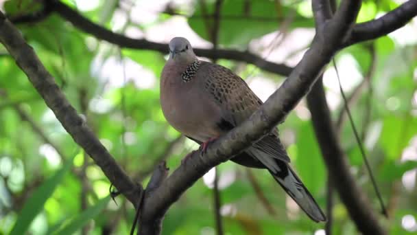 木の枝に鳩が羽をきれいにする — ストック動画