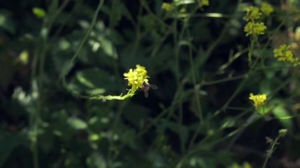 Une Seule Abeille Pollinise Une Fleur Jaune Envole — Video