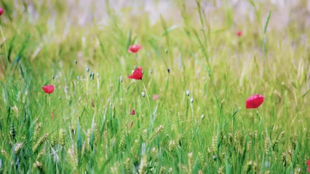 美しい赤いケシが草の畑を優しく揺らします — ストック動画