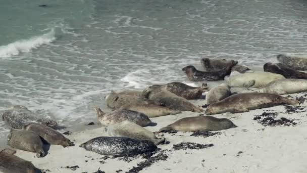 Golven Komen Aan Land Worden Slapende Zeehonden Wakker Proberen Het — Stockvideo