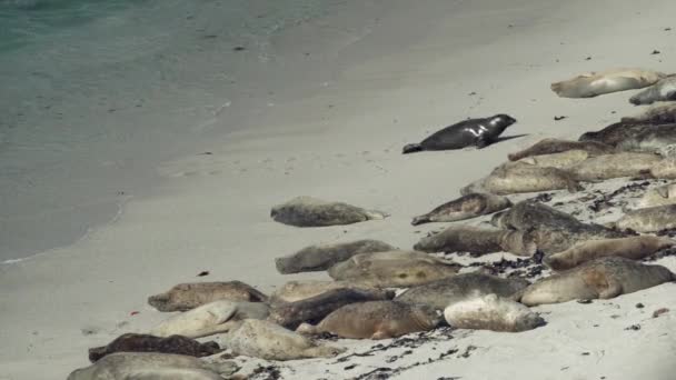 Een Zeehond Schuift Het Strand Naar Andere Slapende Zeehonden — Stockvideo