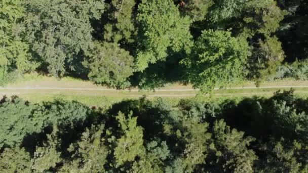 常緑樹林を通って自然歩道の空中鳥の目のビュー 右に左パン — ストック動画