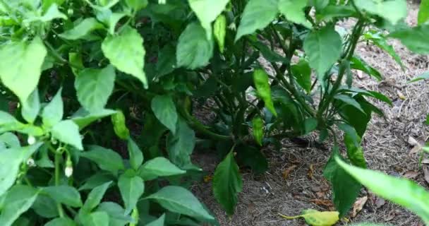 Ghost Pepper Bhut Jolokia Növény Éretlen Paprika Rajta — Stock videók