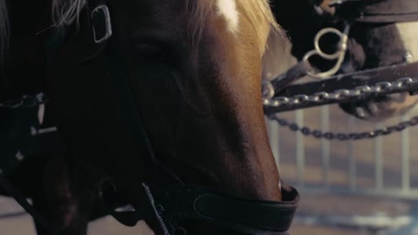 Clipe Uma Carruagem Com Cavalos Nas Montanhas Dos Alpes — Vídeo de Stock