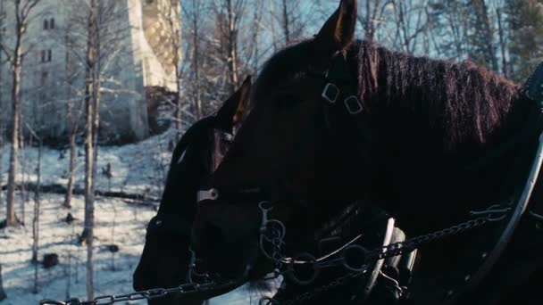 Clip Cámara Lenta Dos Caballos Unidos Carro Frente Castillo — Vídeo de stock