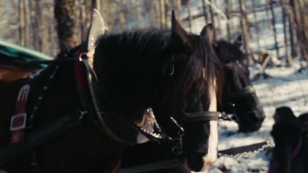 一辆载着两匹马的马车在阿尔卑斯山的路上缓缓前行 — 图库视频影像